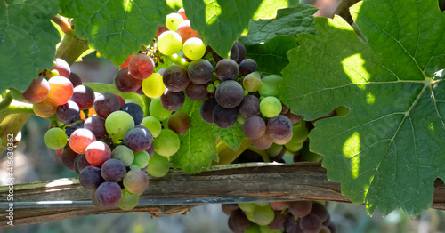 Bunches of Colorful Pinot Noir grapes on the vine.  Pinot noir is a red wine grape variety of the species Vitis vinifera. photo