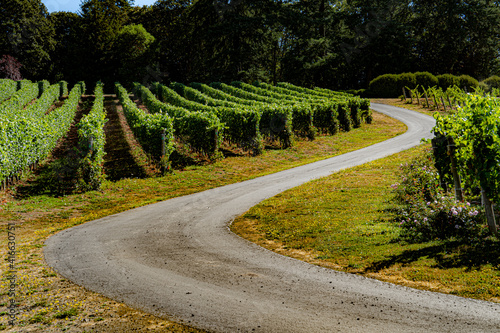A narrow road winding through a vineyard near Salem, Oregon