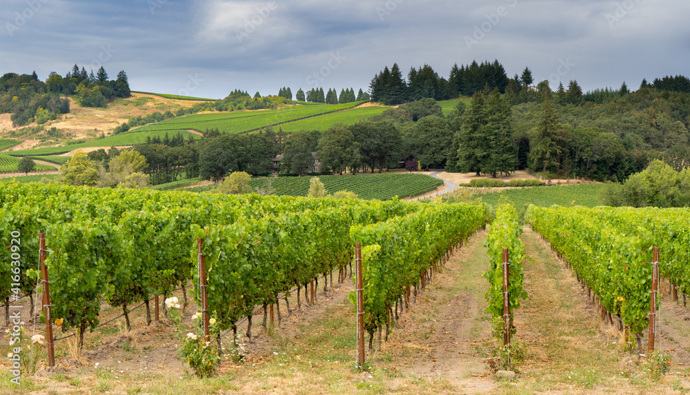 A beautiful vineyard in rolling hills near Lincoln Oregon