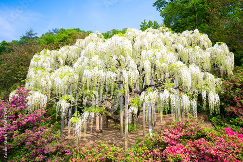 Wisteria tree in full bloom at the Ashikaga Flower Park photo