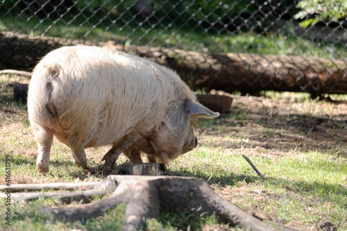 Cochon au Miller zoo, jardin zoologique au Québec Canada photo