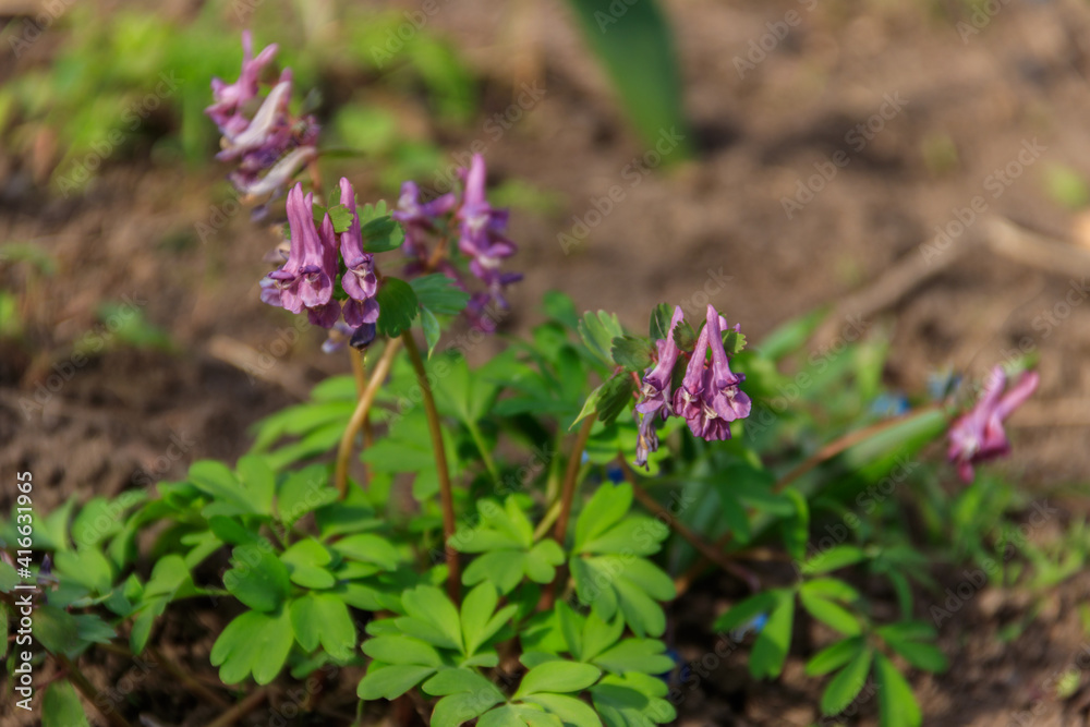 Purple corydalis flowers in forest at spring Purple corydalis flowers in forest at spring