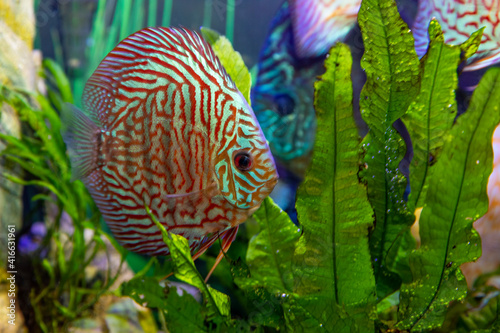 Tiger Turquoise freshwater tropical discus.