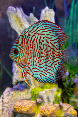 Tiger Turquoise freshwater tropical discus.