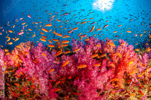 Soft Coral Reef