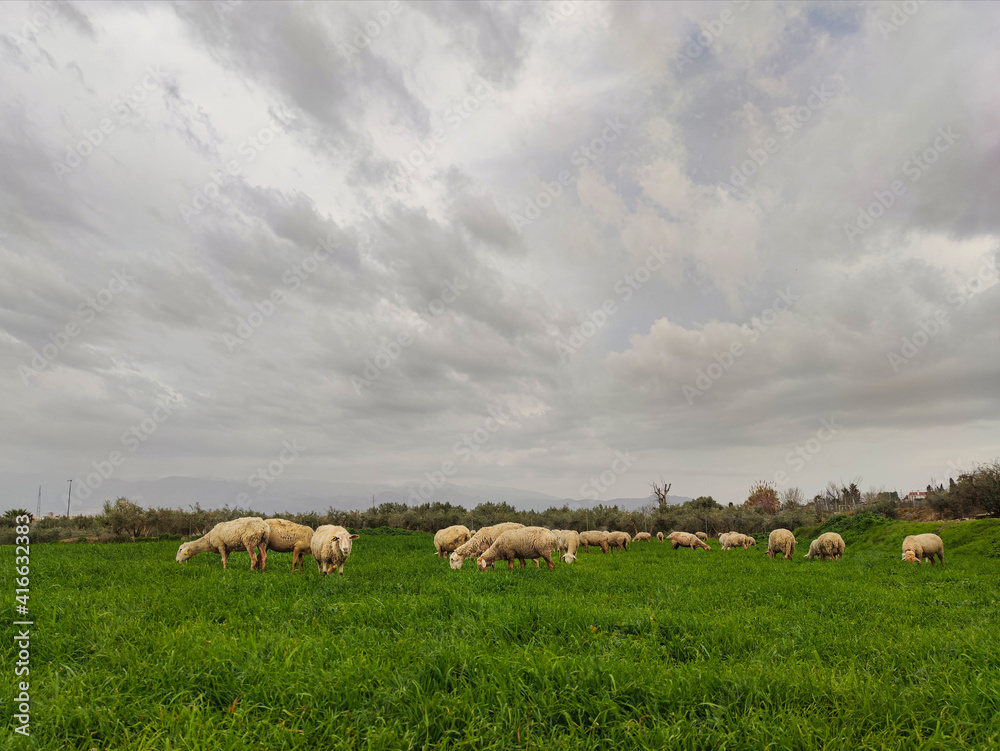 Fototapeta premium Rebaño de ovejas