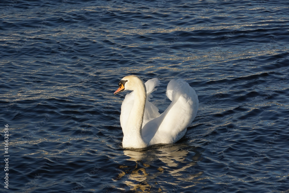 Naklejka premium Swans in Claddagh basin Galway