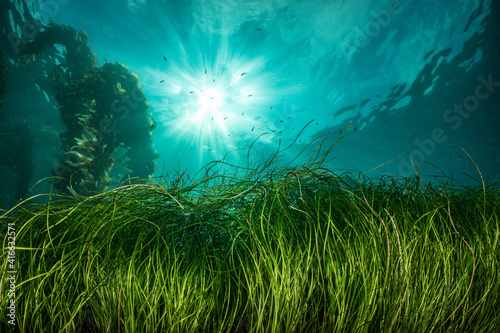 Fototapeta Naklejka Na Ścianę i Meble -  Eel grass