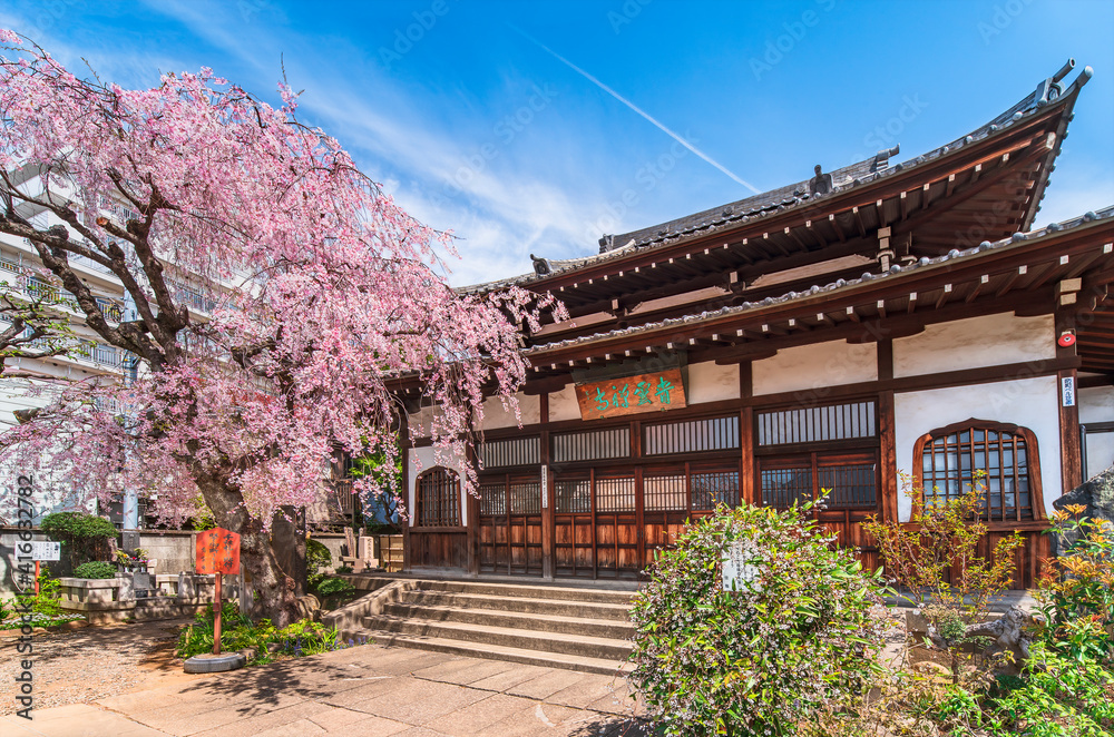 Japanese Buddhist zen temple of Seiunzenji belonging of the Yanaka seven lucky gods pilgrimage and famous as a religious spot for enjoying weeping cherry blossoms.
