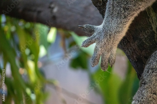 Koala claw dangling from a tree