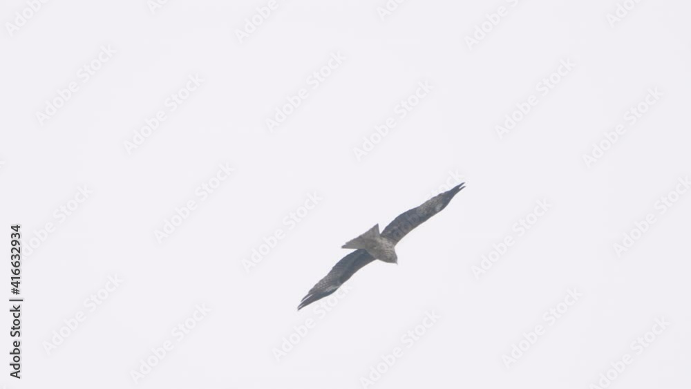 Black Kite Bird With Wide Spread Wings Soaring High In Clear Sky. - Tracking, Slow Motion Black Kite Bird With Wide Spread Wings Soaring High In Clear Sky. - Tracking, Slow Motion