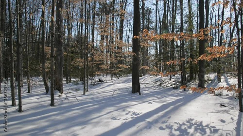 Wallpaper Mural Beautiful view of dry foliage of an oak tree at winter forest Torontodigital.ca