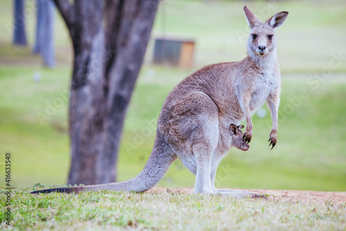Grazing Kangaroo in Australia