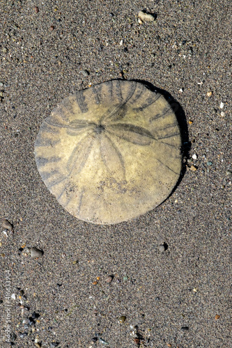 Sand dollar on beach, USA