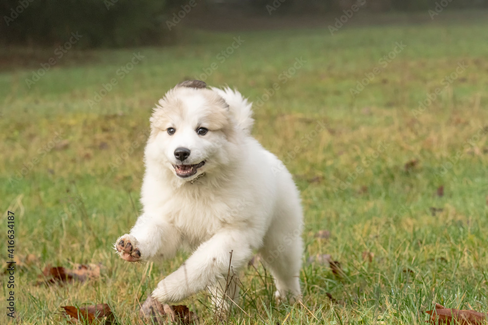 Issaquah, Washington State, USA. Ten week old Great Pyrenees puppy running on her farm on a foggy day. Issaquah, Washington State, USA. Ten week old Great Pyrenees puppy running on her farm on a foggy day.