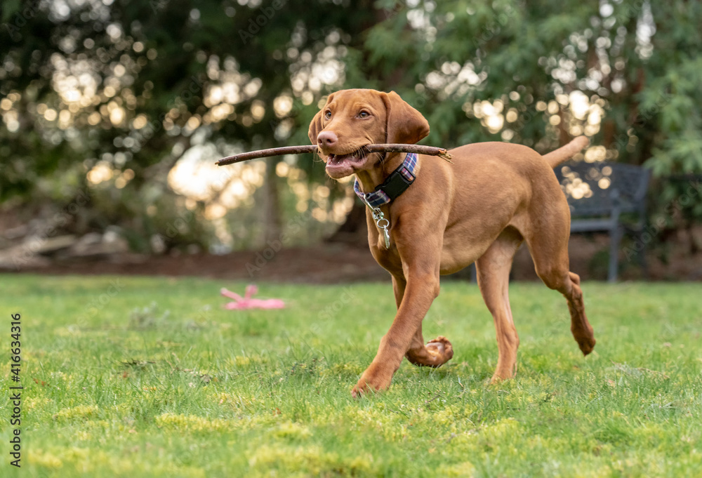 Issaquah, Washington State, USA. Five month old Vizsla puppy walking in his yard with a stick in her mouth. 