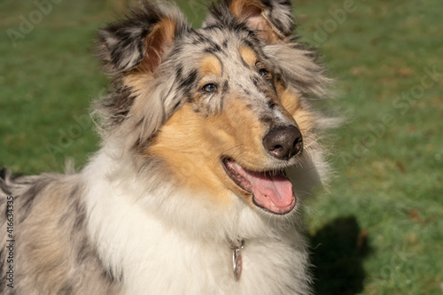 Issaquah, Washington State, USA. Close-up portrait of a five month old blue merle Rough Collie. 