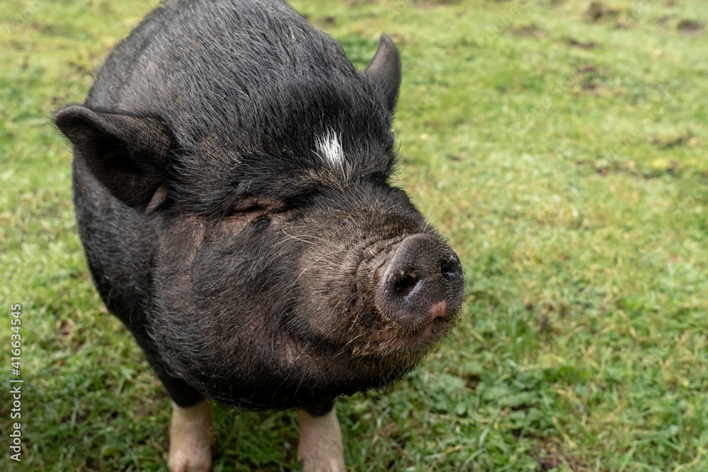 Issaquah, Washington State, USA. Portrait of a Vietnamese pot-bellied pig in the barnyard. Issaquah, Washington State, USA. Portrait of a Vietnamese pot-bellied pig in the barnyard.