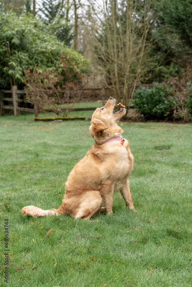 Issaquah, Washington State, USA. Nine month old Golden Retriever tossing a biscuit into the air after balancing it. Issaquah, Washington State, USA. Nine month old Golden Retriever tossing a biscuit into the air after balancing it.