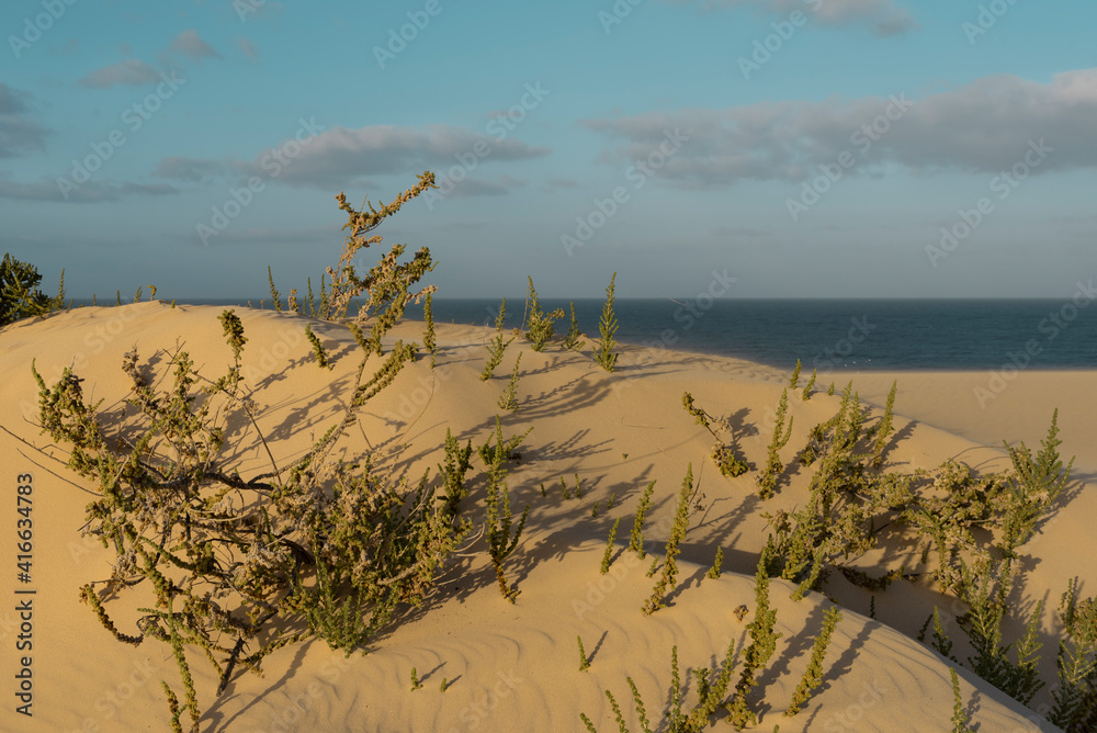 Desert landscapes different parts of the world