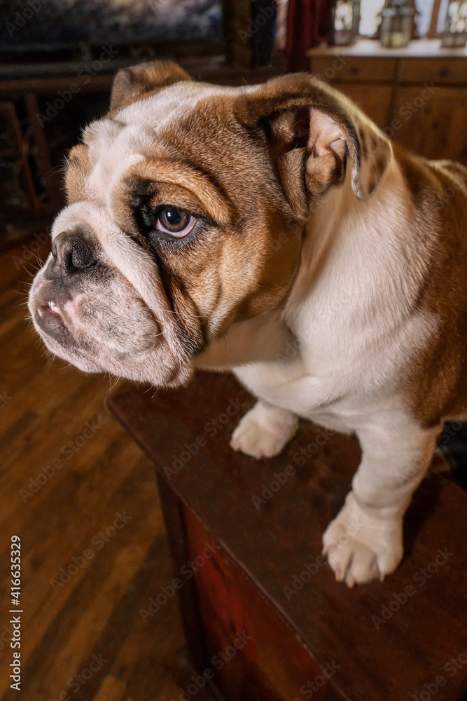 Issaquah, Washington State, USA. Six month old English Bulldog climbing onto an end table to get attention. 