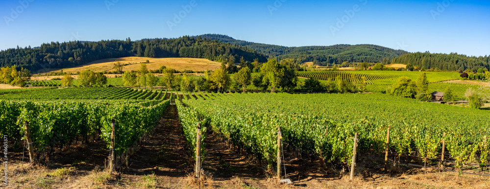 A panoramic view of a vineyard in the rolling hells near Salem Oregon