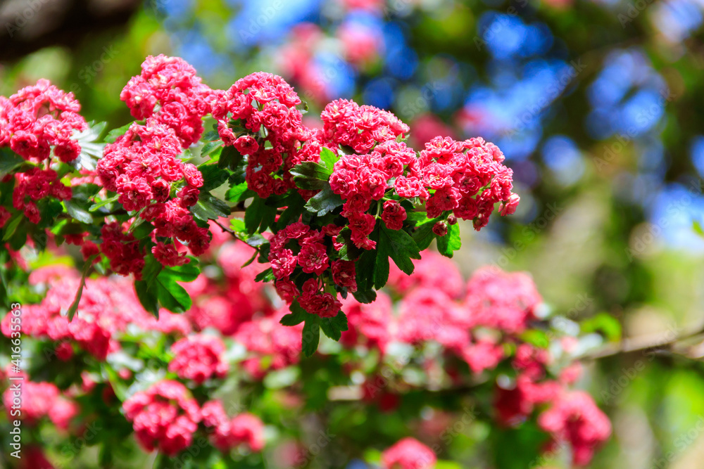 Beautiful pink blossom of hawthorn at spring Beautiful pink blossom of hawthorn at spring