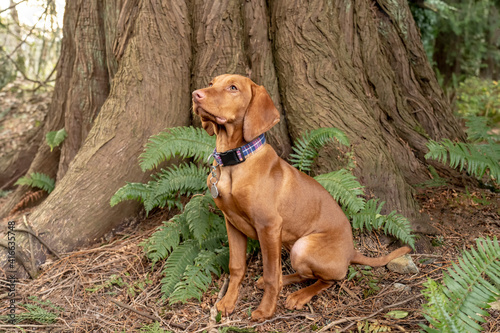 Issaquah, Washington State, USA. Five month old Vizsla puppy sitting in front of a western redcedar tree.  photo