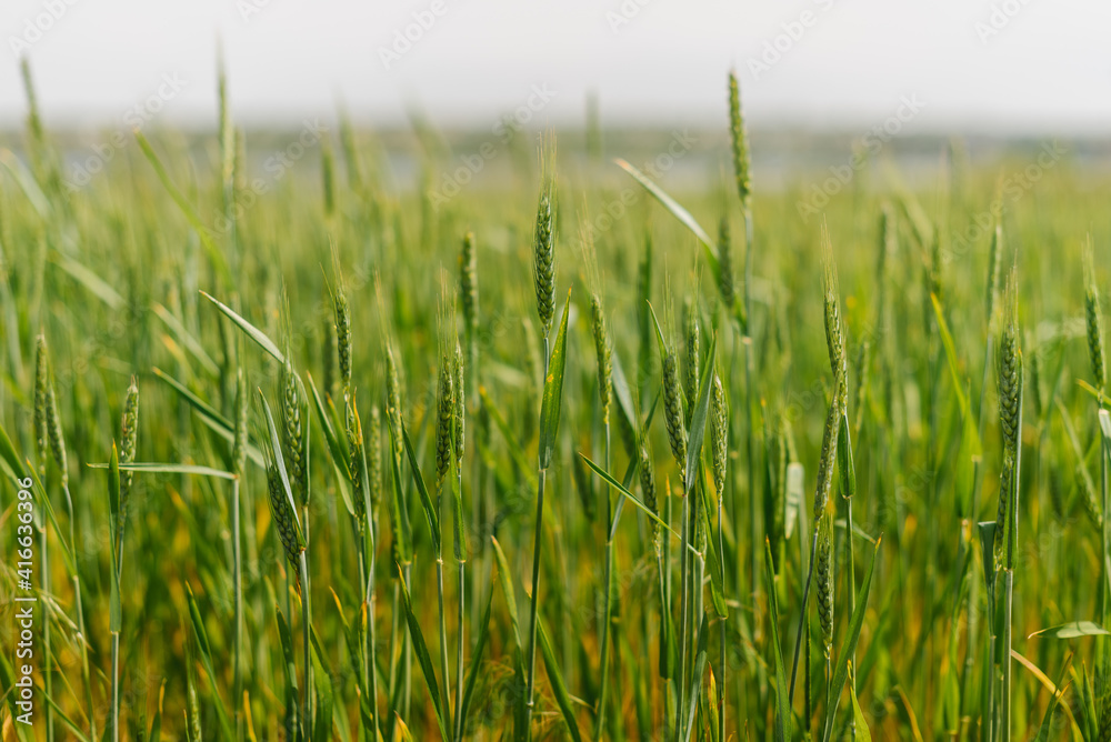 Obraz premium green spikelets of wheat in field