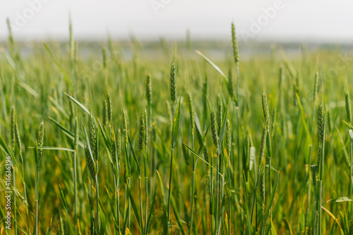 green spikelets of wheat in field