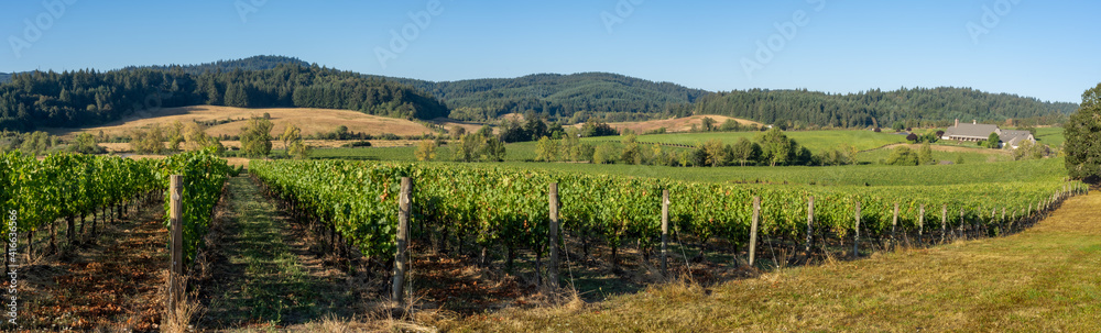Panoramic view  of a vineyard in the rolling hills near Salem Oregon