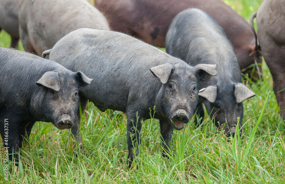 Black Iberian piglets running free through the tall grass Black Iberian piglets running free through the tall grass