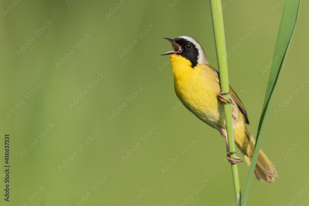 Fototapeta premium Common yellowthroat singing