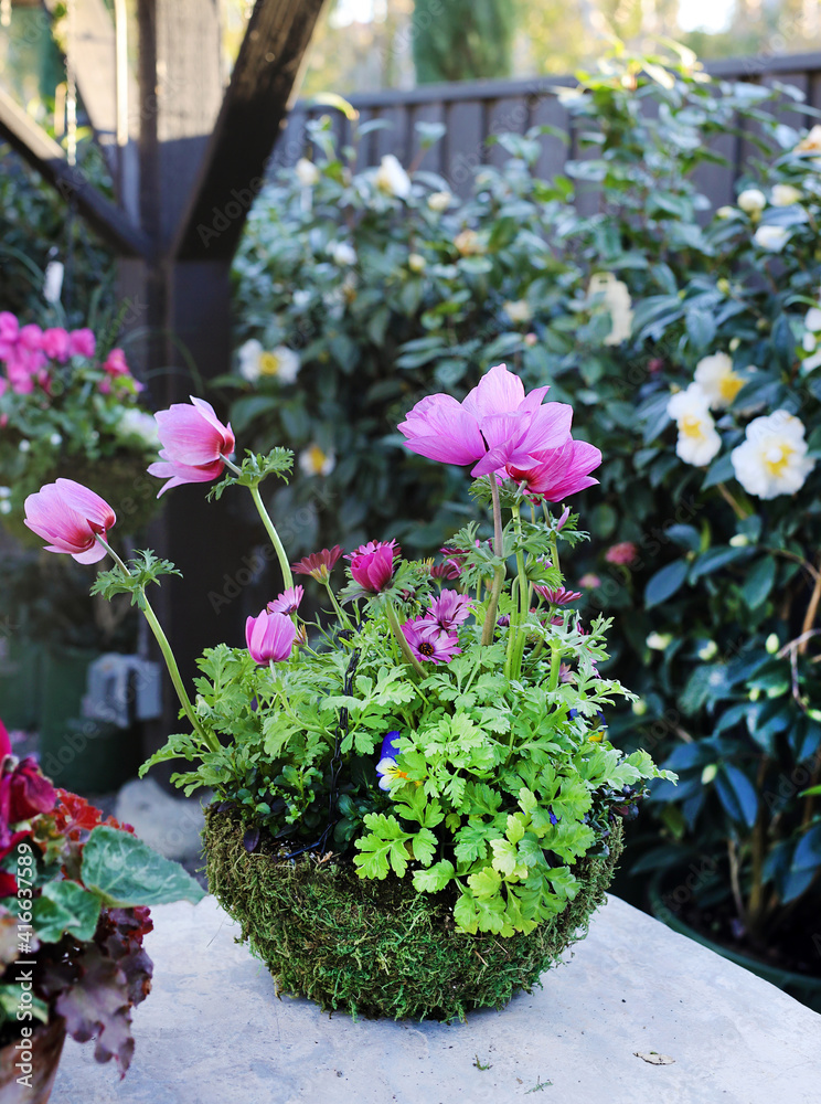 potted anemones