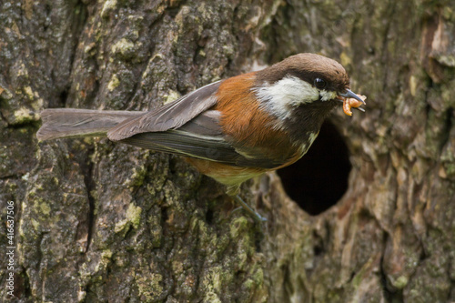 Chestnut-backed chickadee at nest cavity with food