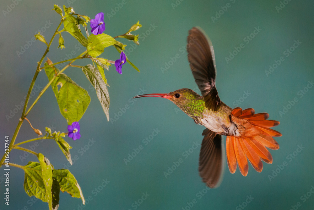 Fototapeta premium Rufus-tailed hummingbird