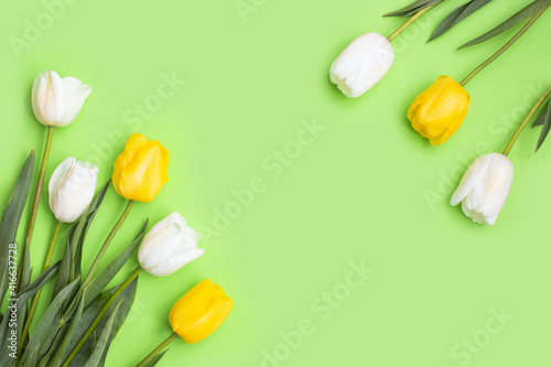 White and yellow tulips flowers on green background. © ukrolenochka