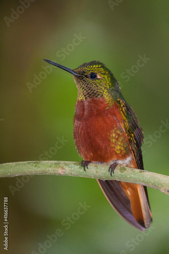 Chestnut-breasted coronet