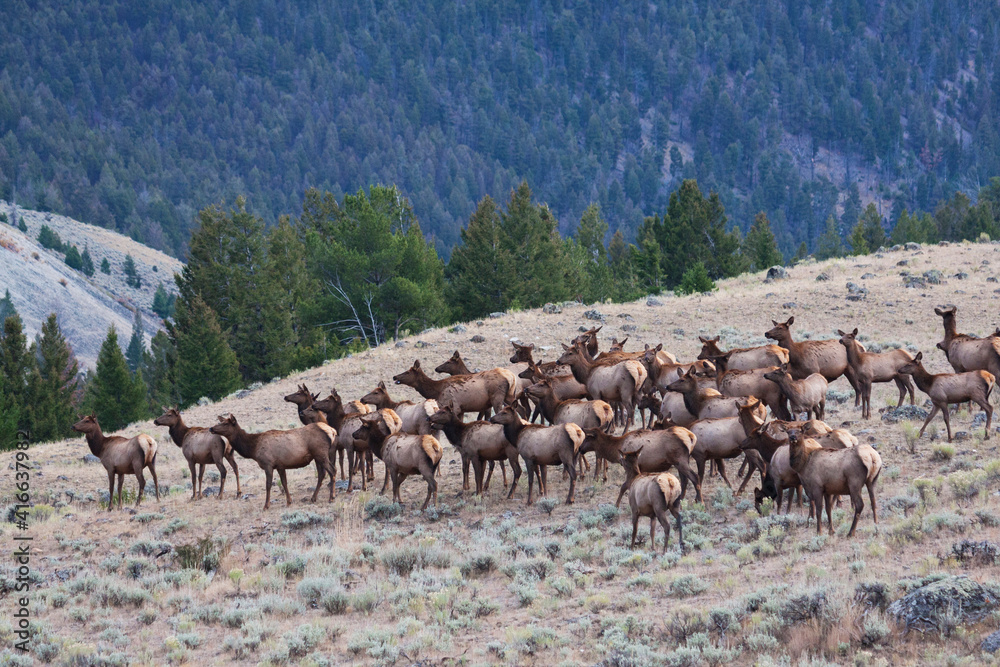 Fototapeta premium Rocky Mountain elk herd