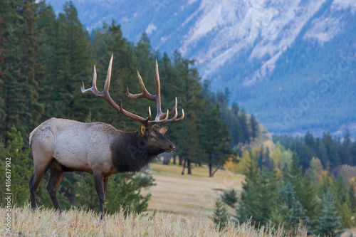 Rocky Mountain bull elk