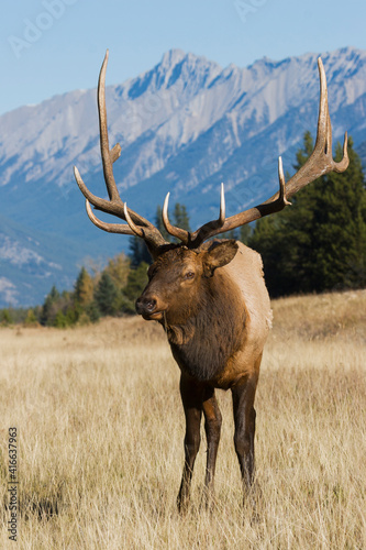 Rocky Mountain bull elk with broken antler