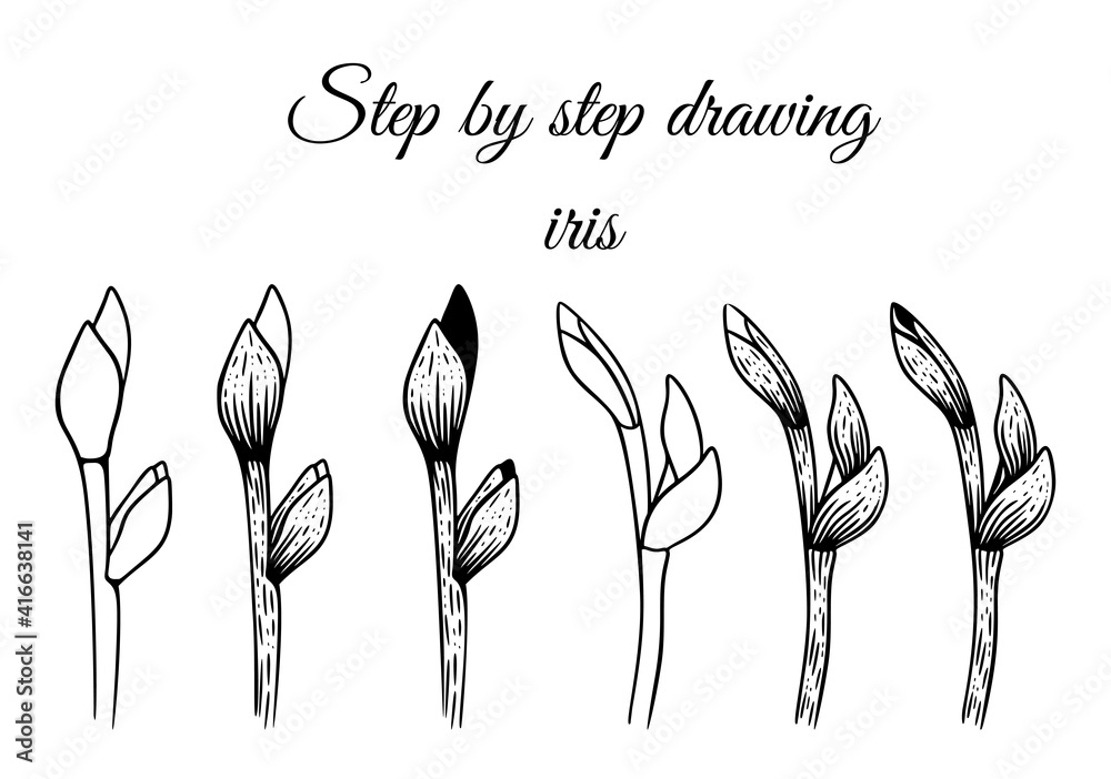 How to draw iris step by step vector illustration. Drawing tutorial