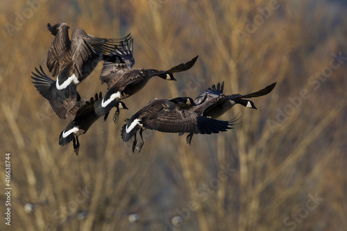 Lesser Canada geese alighting