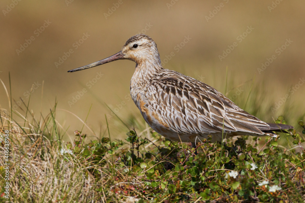 Bar-tailed godwit in arctic tundra nesting habitat Bar-tailed godwit in arctic tundra nesting habitat