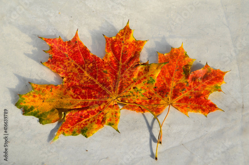 Maple Leaf photo