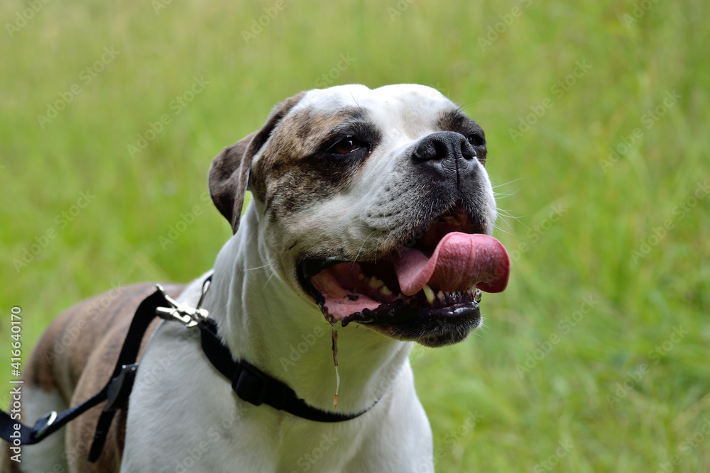 American Bulldog