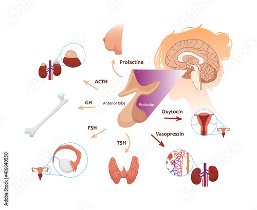 Pituitary gland function in female body. Illustration of the pituitary anatomy with respective hormones and target organs