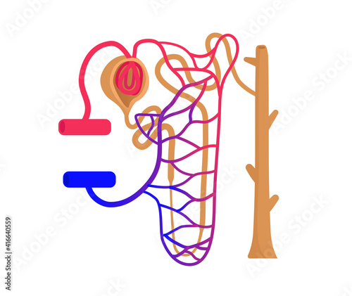 Nephrone structure. Infochart of the kidney unit anatomy and urine production system