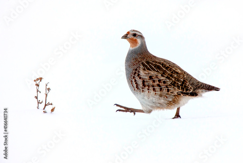 Partridge in Winter © pictureguy32