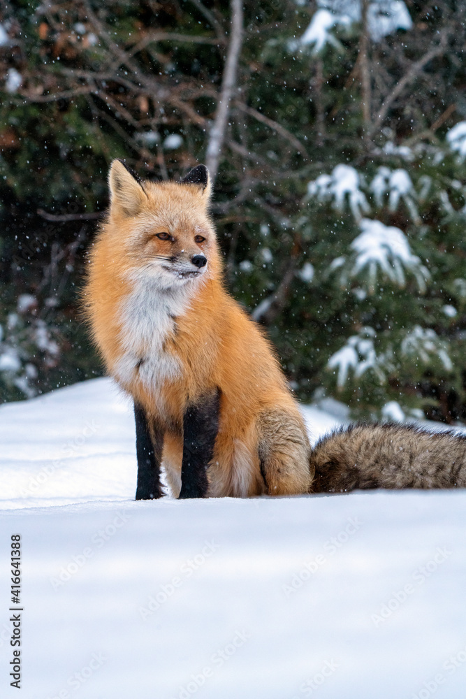 Fox in Winter Fox in Winter